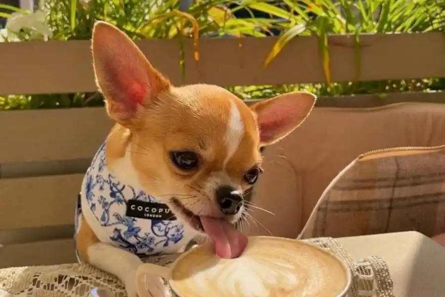 Mundo pet: amor incondicional y mercado millonario