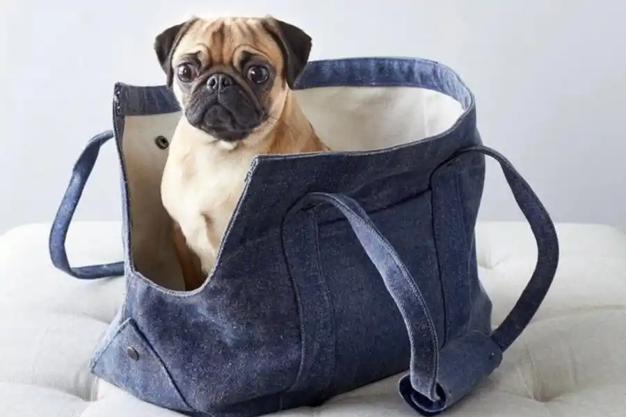 Mundo pet: amor incondicional y mercado millonario