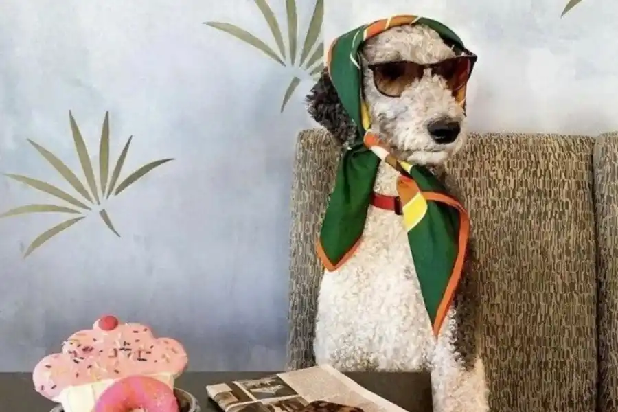 Mundo pet: amor incondicional y mercado millonario