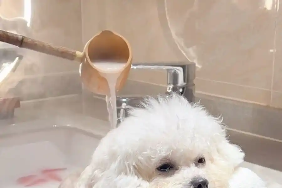 Mundo pet: amor incondicional y mercado millonario