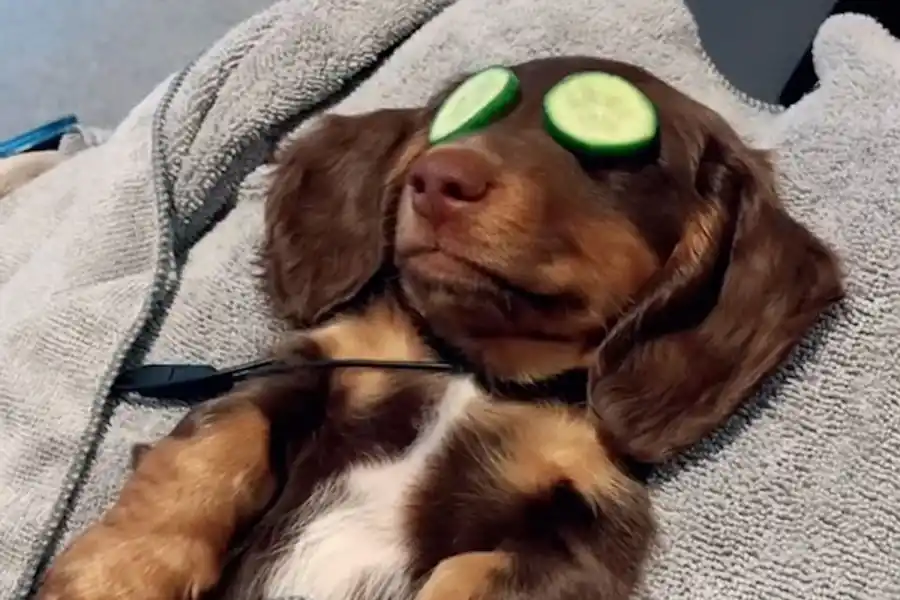 Mundo pet: amor incondicional y mercado millonario