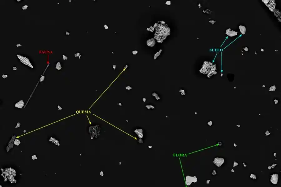 ASÍ SE VEN EN EL MICROSCOPIO. En la imagen queda precisado el origen de cada una de ellas. Los tamaños varían en todos los casos.
