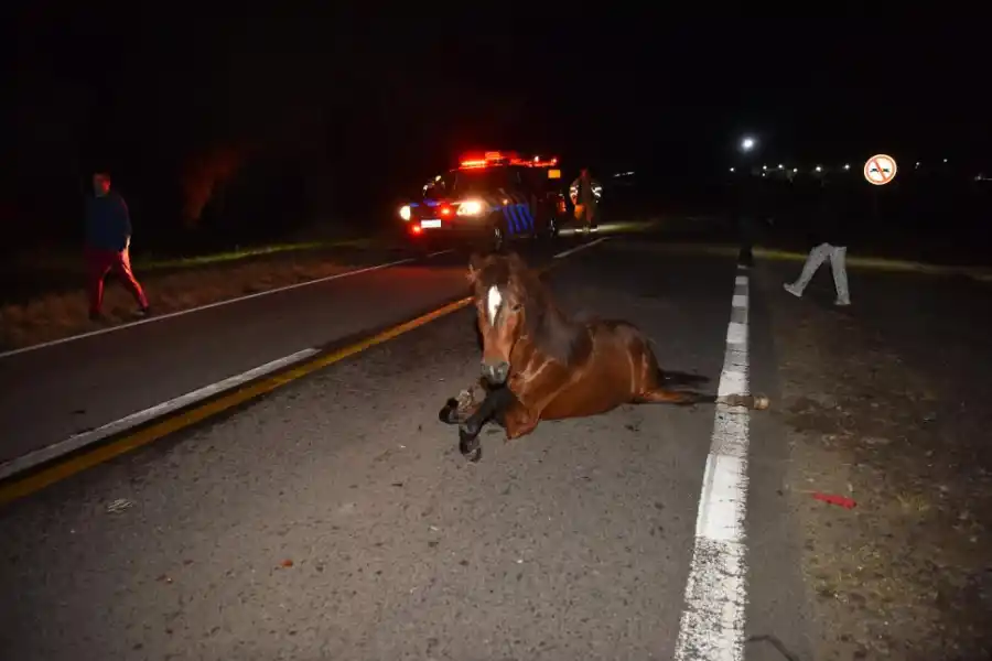 RUTA 65. El animal quedo sobre el asfalto, con fracturas visibles.