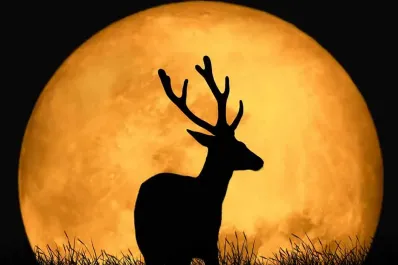 Luna de Ciervo de julio en Chile: ¿cuándo y a qué hora exacta se podrá ver este fenómeno astronómico?