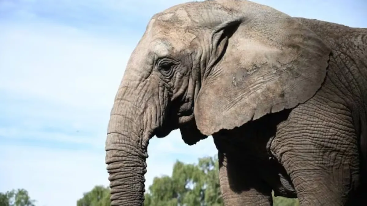 Kenya ya está en Brasil: trasladaron a la elefanta del Ecoparque de Mendoza a un santuario natural