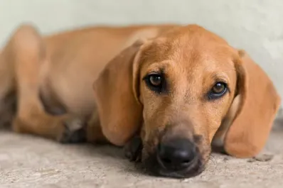 Descubrí cuál es el significado de que tu perro llore cuando está solo