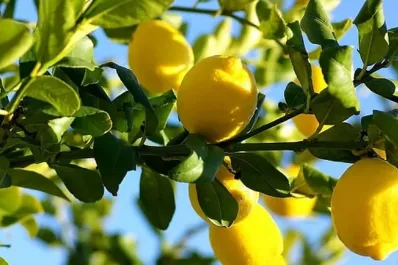 Trucos totalmente gratis para mantener tu limonero lleno de frutos todo el invierno