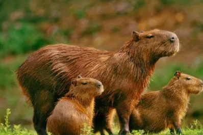 El gobierno de Milei planea trasladar a los carpinchos de Nordelta a un santuario