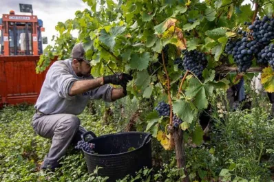 España: se buscan 100 personas para trabajar en la vendimia 2025 en Pontevedra