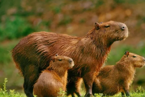 El gobierno de Milei planea trasladar a los carpinchos de Nordelta a un santuario