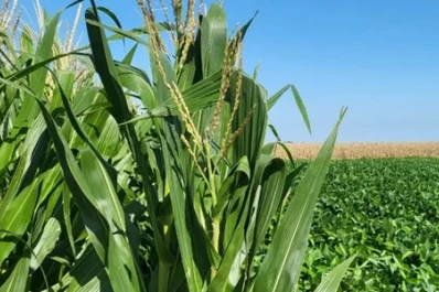 Soja: la rotación con gramíneas es efectiva contra las plagas