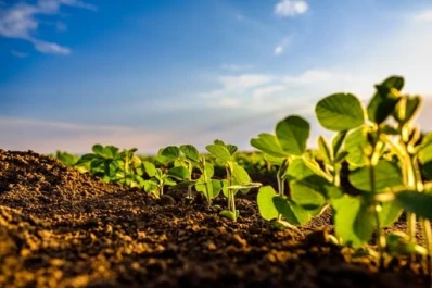 Las siembras de fines de diciembre e inicios de enero mostraron mejores rendimientos