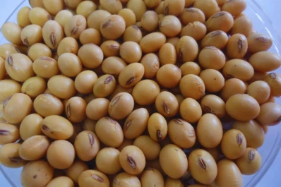 Según encuestas, muchos sojeros se encuentran en una situación crítica