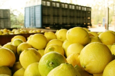 Sector citrícola: la Argentina logró la apertura del mercado de Chile para limones