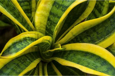 La NASA reveló cuáles son las plantas que necesitas para purificar tu hogar