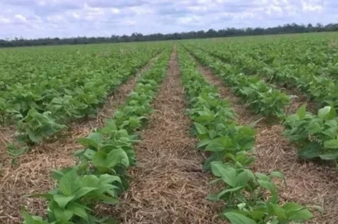 DATO. Se evaluaron 14 macroparcelas, desde Frías hasta General Mosconi.