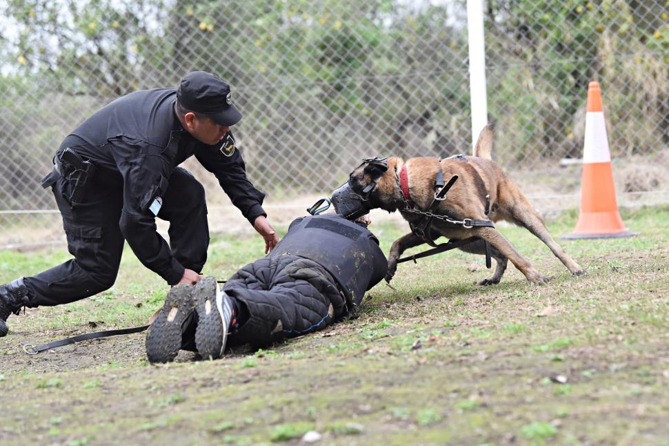 Con juegos y recompensas, se entrena a los cachorros de la Policía