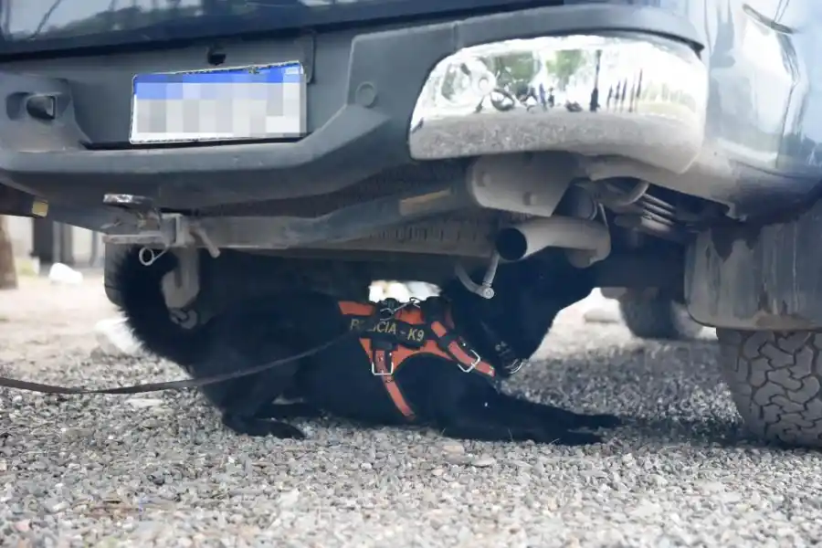 COMANDO. El perro está capacitado para reducir a un delincuente tras recibir la orden de su guía