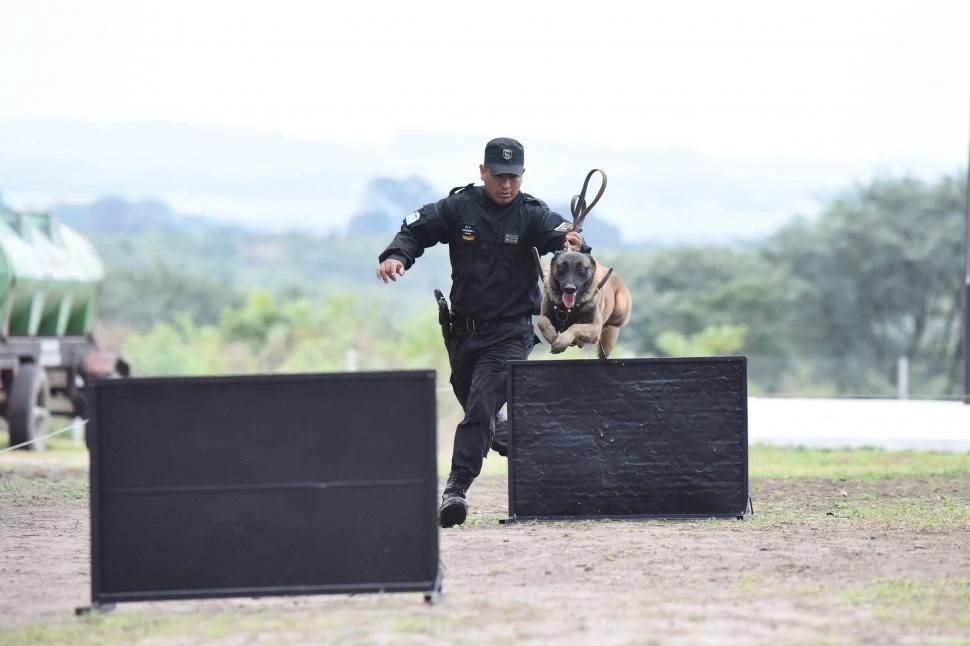 DESTREZA. Los canes seleccionados realizan diariamente entrenamientos de fuerza y superación de obstáculos. 