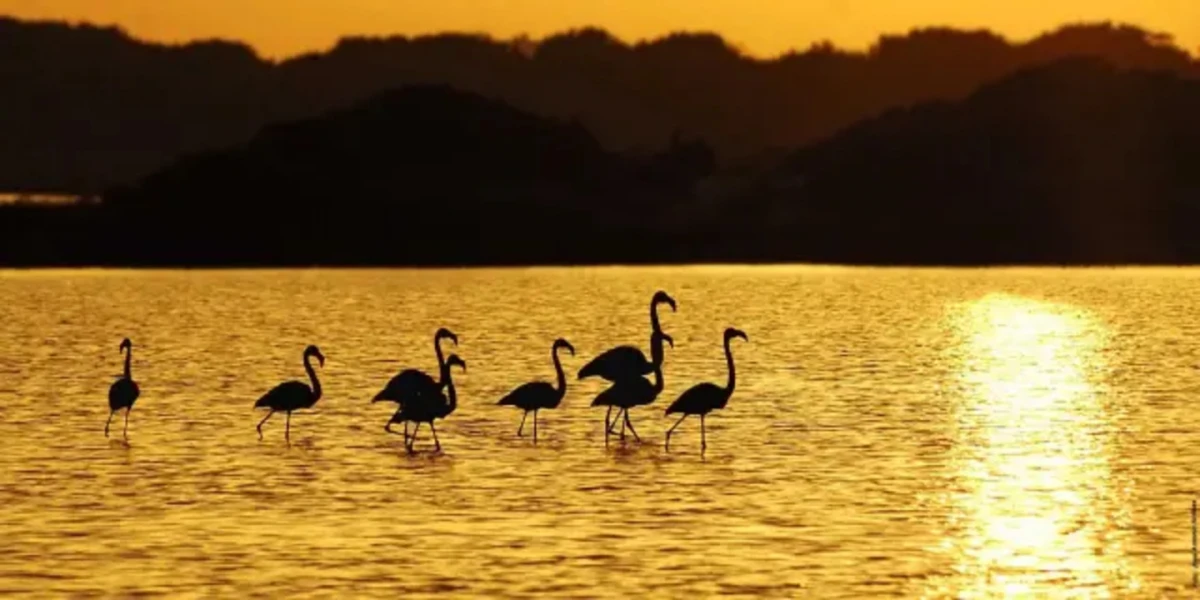 El lago salado de Formentera donde habitan flamencos y nacen los atardeceres más mágicos