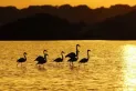 El lago salado de Formentera donde habitan flamencos y nacen los atardeceres más mágicos