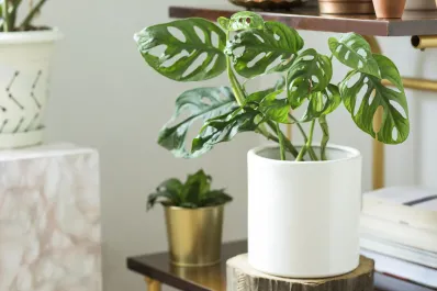 Feng Shui y prosperidad: dónde colocar las plantas para atraer dinero y abundancia en casa