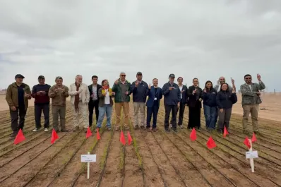 Innovación agrícola: arroz chileno que resiste la sequía se cultiva por primera vez en Arica