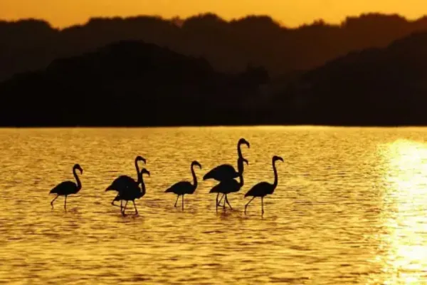 El lago salado de Formentera donde habitan flamencos y nacen los atardeceres más mágicos
