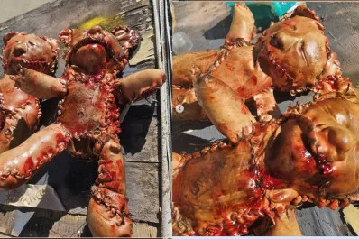 Un oso de peluche hecho con piel humana falsa causa pánico en California: era una obra de arte