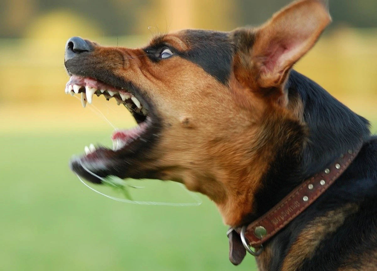 Señales de un perro agresivo: cómo actuar tras un ataque