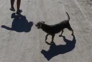 Mordeduras de perros: un problema en aumento