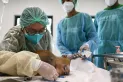En Tailandia funciona un hospital que atiende animales silvestres maltratados