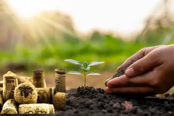 El secreto verde de los corchos: por qué recomiendan usarlos en la tierra de las plantas