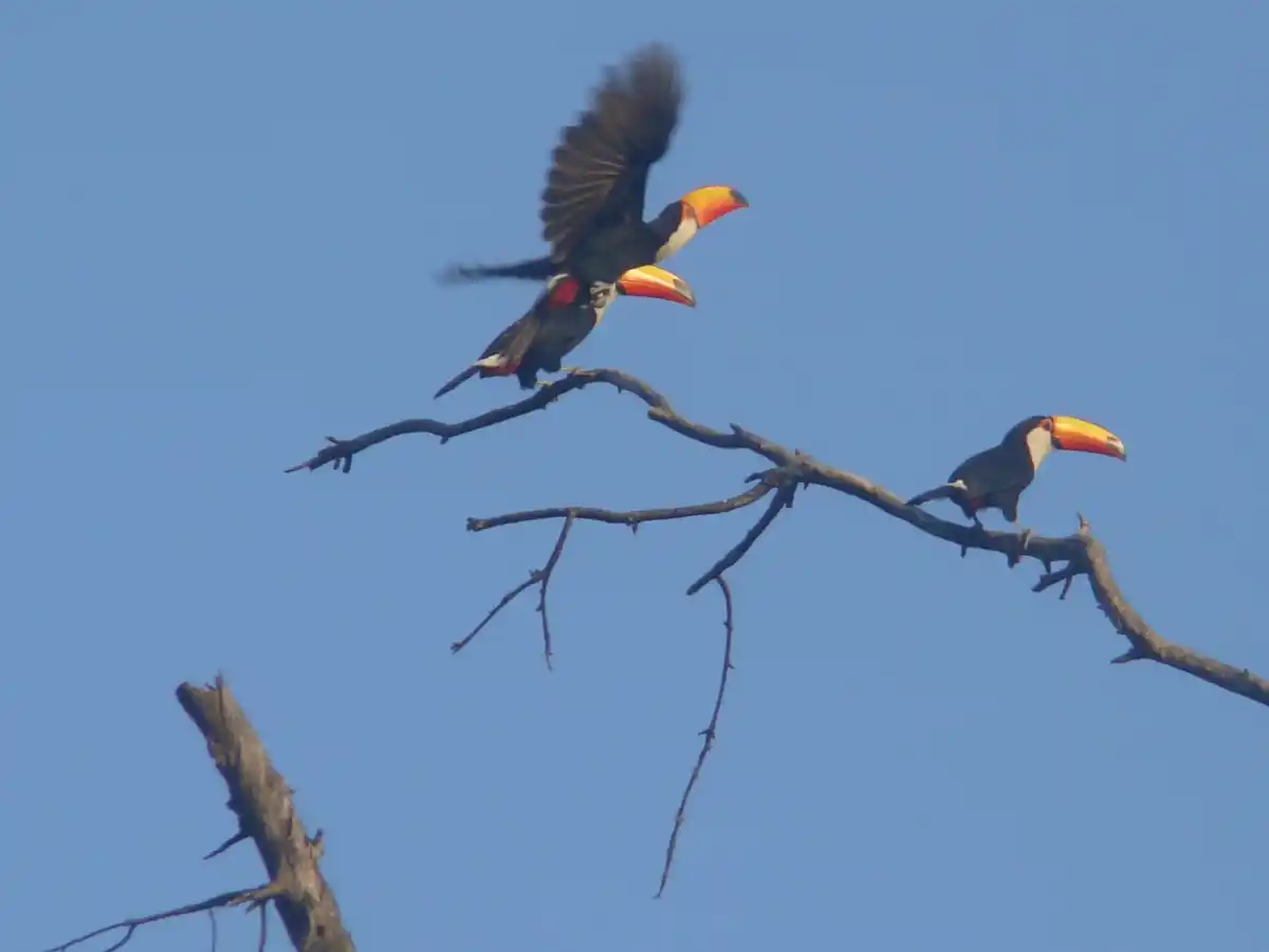 TUCANES EN SAN JAVIER. FOTOS DE María José Albornoz