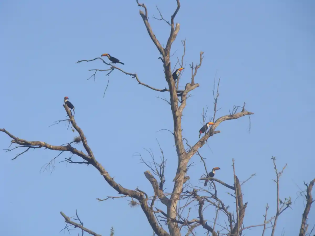 Tucanes en San Javier: qué hacer si los vemos y cómo cuidar su hábitat