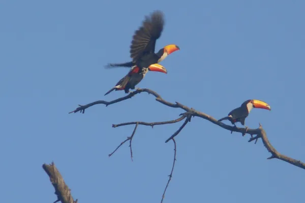 Tucanes en San Javier: qué hacer si los vemos y cómo cuidar su hábitat