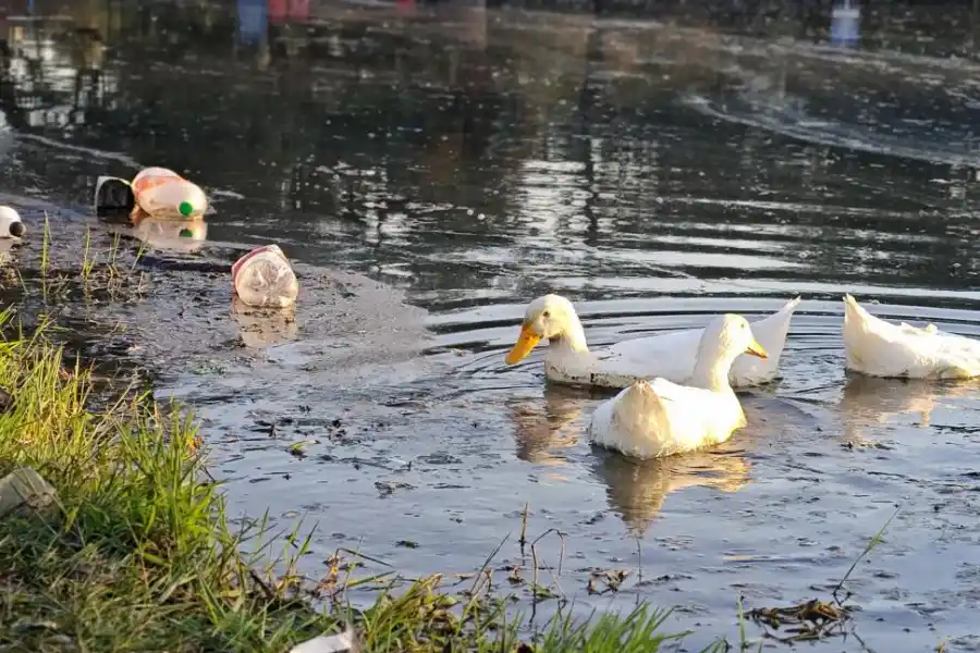 DURO. La belleza de los patos choca con la degradación del entorno.