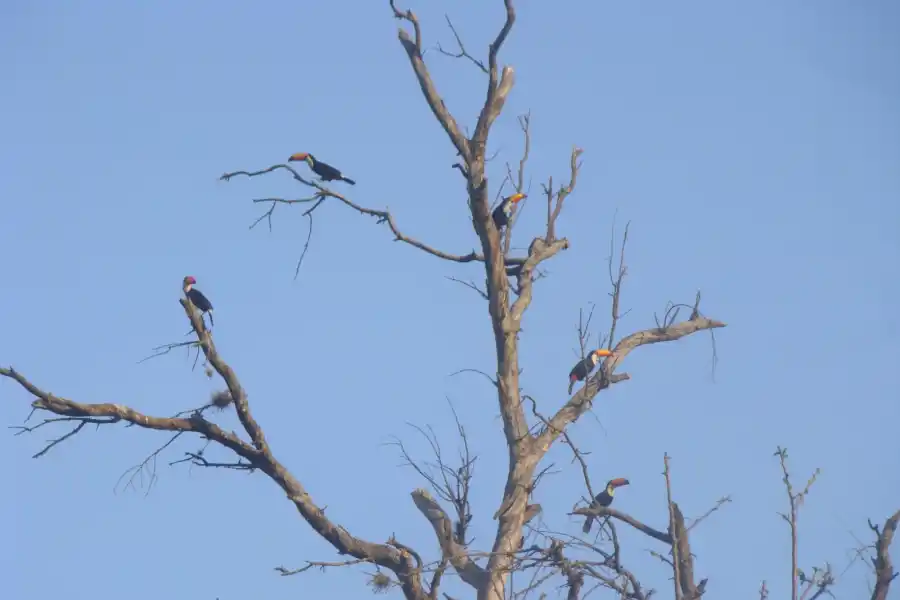 Tucanes en San Javier: qué hacer si los vemos y cómo cuidar su hábitat