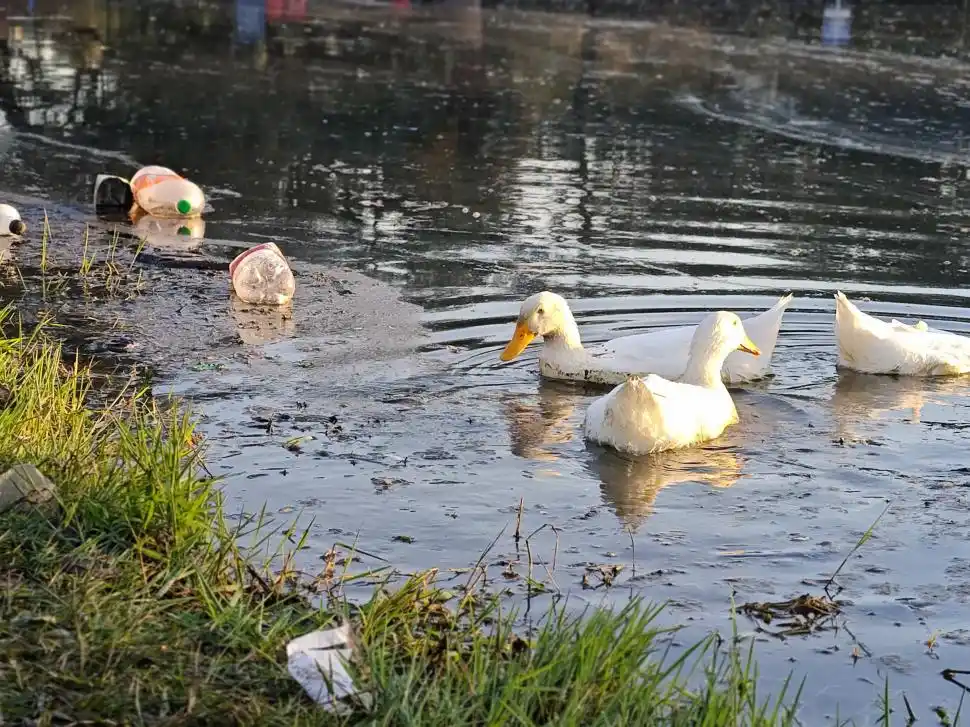 DURO. La belleza de los patos choca con la degradación del entorno.