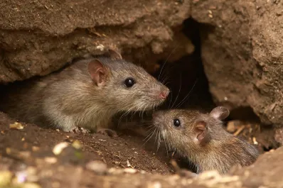 Cómo espantar ratas y ratones con laurel: el método más sencillo y natural