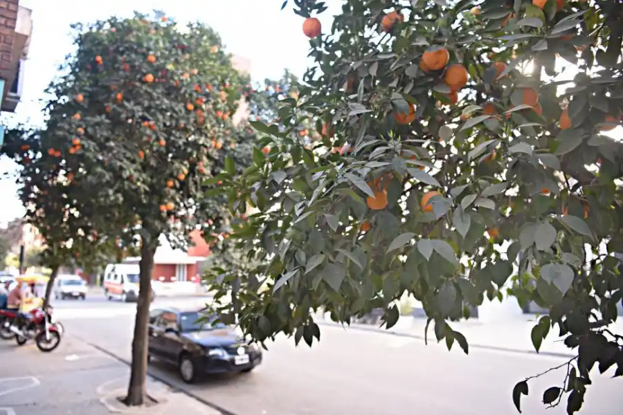 De fruta olvidada a dulzura compartida: la historia de la naranja agria en Tucumán