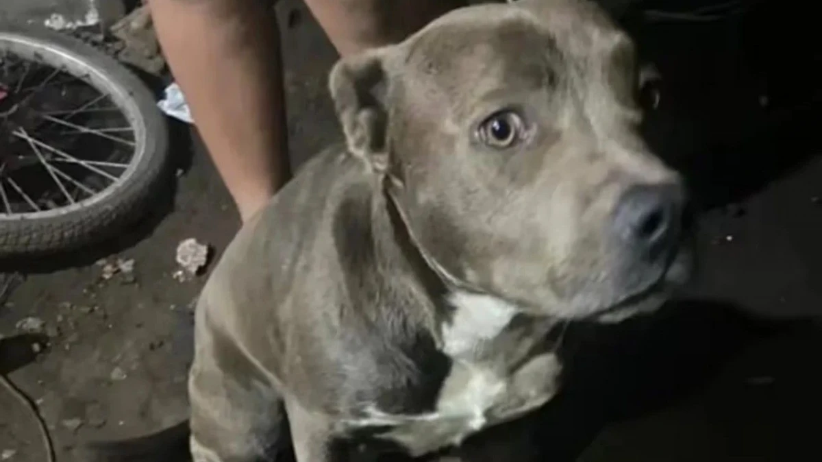 La Plata: qué reveló la autopsia del nene que fue hallado muerto y con mordeduras en su cuerpo