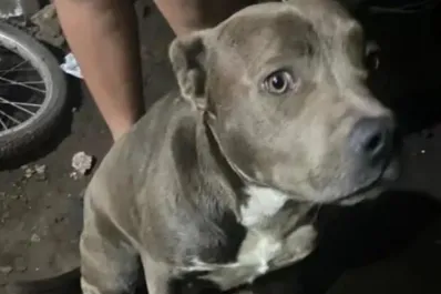 La Plata: qué reveló la autopsia del nene que fue hallado muerto y con mordeduras en su cuerpo