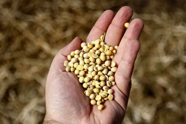 CREA proyecta una caída del área de siembra de soja del 11,3%