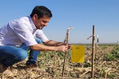 Maíz: la red de monitoreo del spiroplasma analizó su primer año