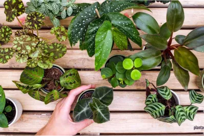 Cáscaras de bananas con bicarbonato: cómo aplicar el truco casero que revoluciona la jardinería