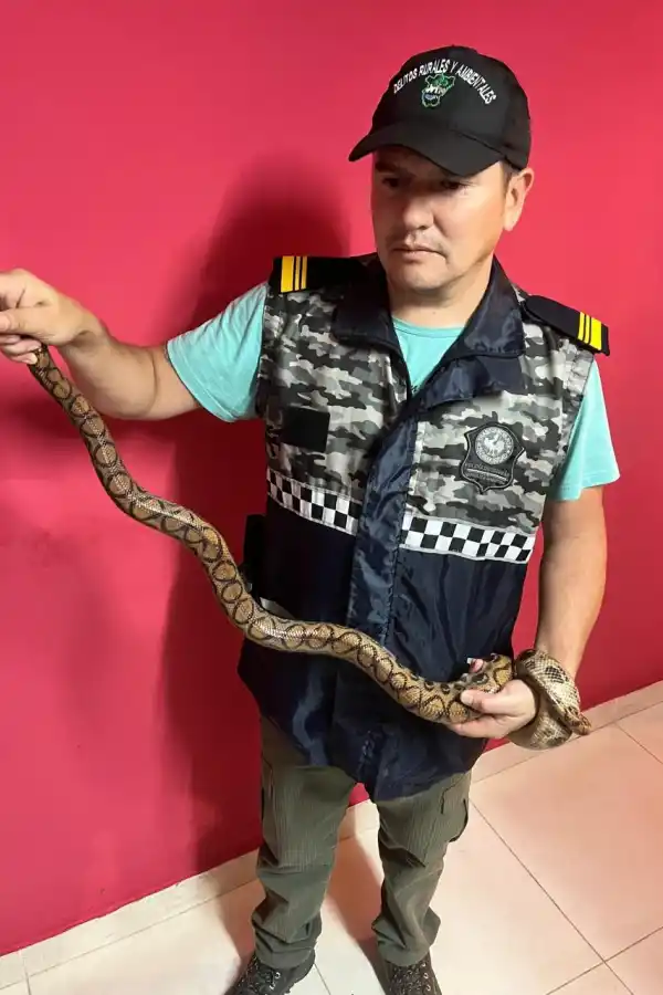 VIAJABA EN UNA ENCOMIENDA. Los policías encontraron una boa constrictor dentro de una caja de cartón.