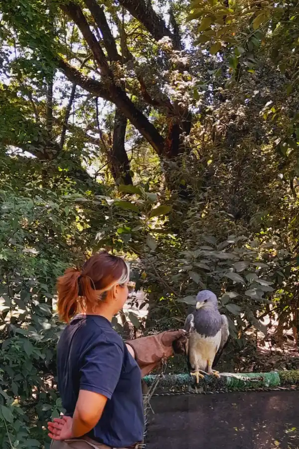UN ÁGUILA MORA. Ibarra se ocupa de recibir y evaluar a las aves.