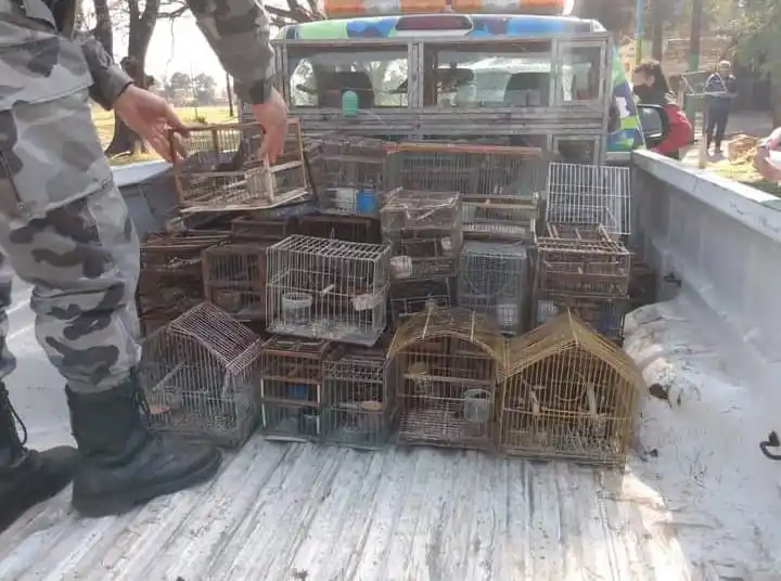 RESCATES MASIVOS. Llegaron a hallar 250 aves en una misma casa.