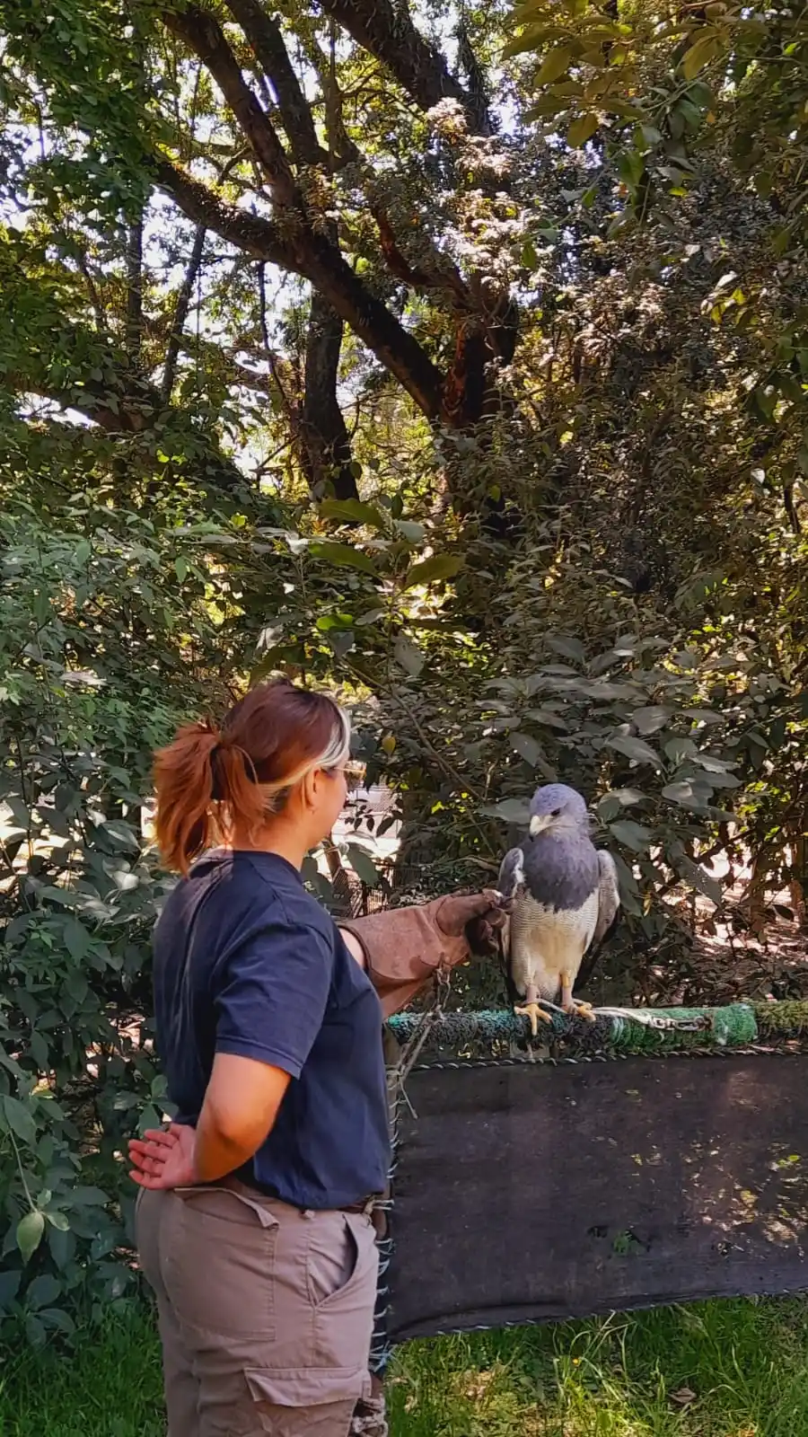 UN ÁGUILA MORA. Ibarra se ocupa de recibir y evaluar a las aves.